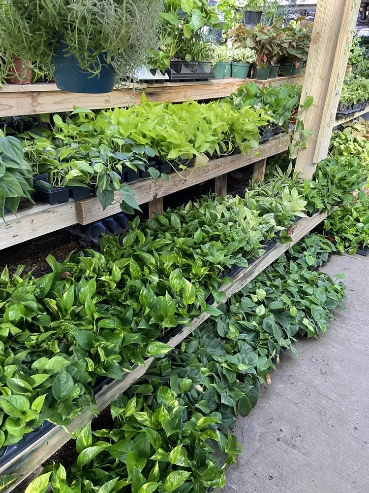 Top-rated garden landscaping in Corpus Christi, TX by Turner's Gardenland