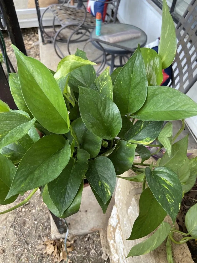 Reliable outdoor landscaping with custom design across Corpus Christi, TX - Turner's Gardenland