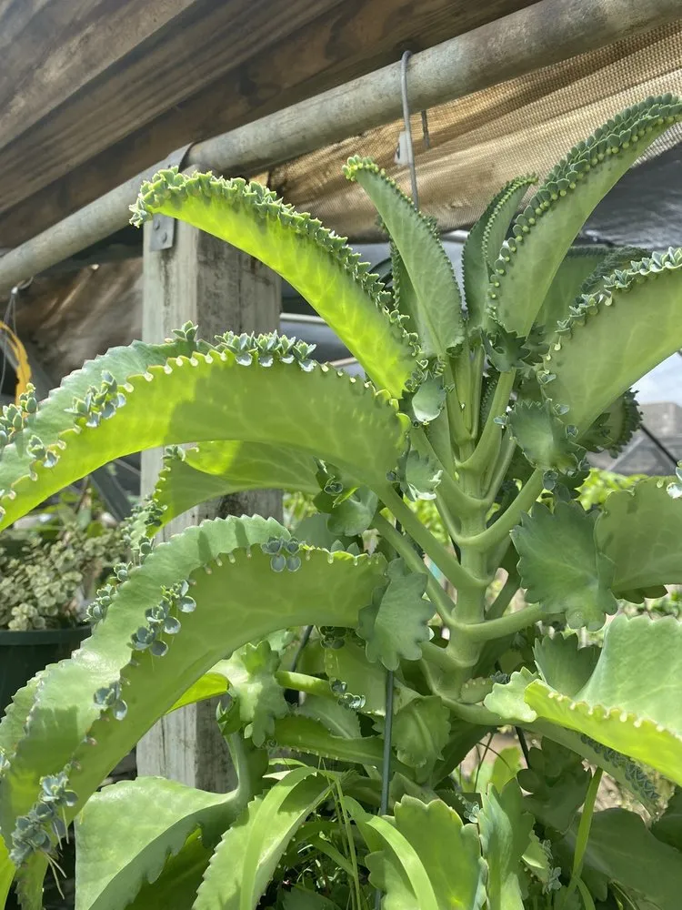 Custom landscape design in Corpus Christi, TX - Turner's Gardenland