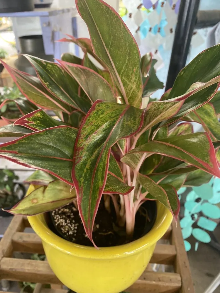 Expert yard cleanup service experts serving Corpus Christi, TX - Turner's Gardenland