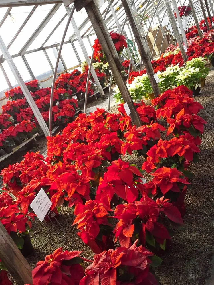 Top-rated yard maintenance experts serving Corpus Christi, TX - Turner's Gardenland