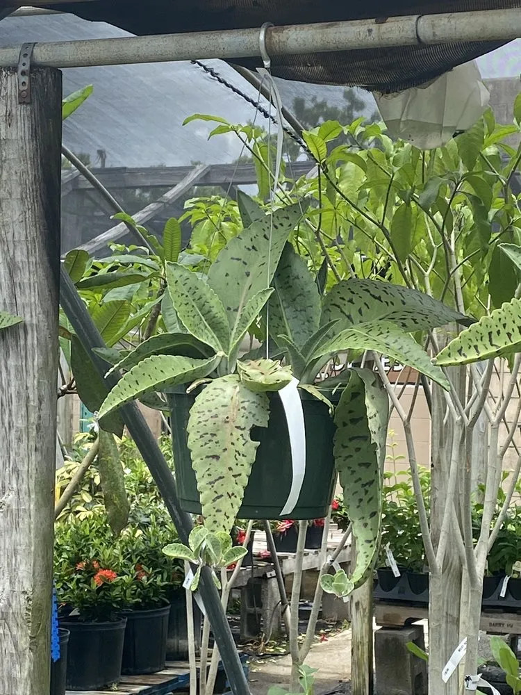 Top-rated landscape installation experts serving Corpus Christi, TX - Turner's Gardenland