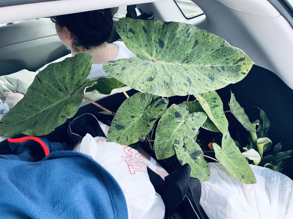 Professional lawn care service for beautiful yards in Corpus Christi, TX by Turner's Gardenland