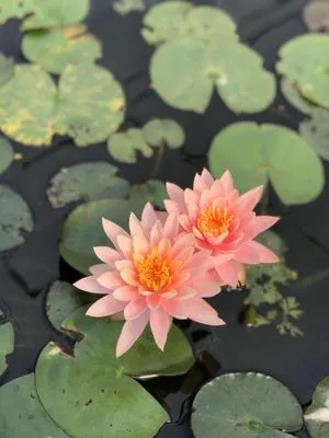 Turner's Gardenland Logo