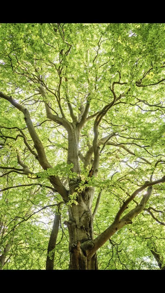 Trusted garden landscaping in Groesbeck, OH - Turners Tree and Landscape