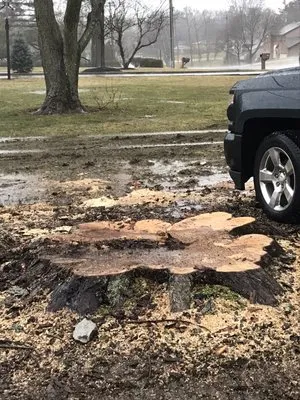 Turners Tree and Landscape