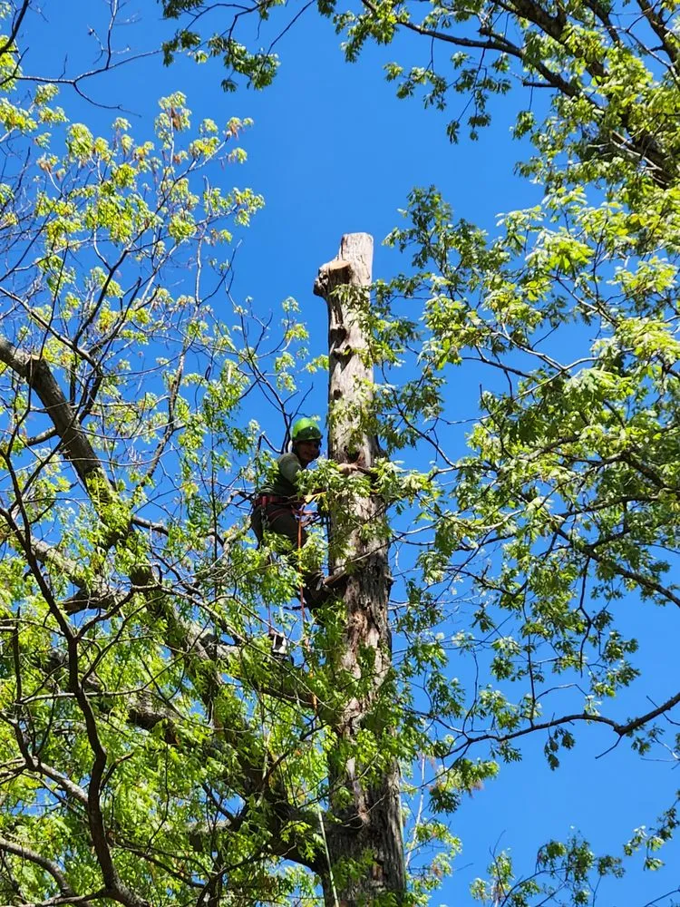 Trusted landscaping services in Barboursville, VA by Turner's Tree Service and Landscaping