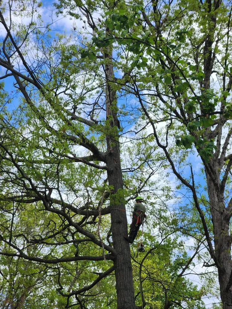 Affordable yard maintenance experts serving Barboursville, VA - Turner's Tree Service and Landscaping