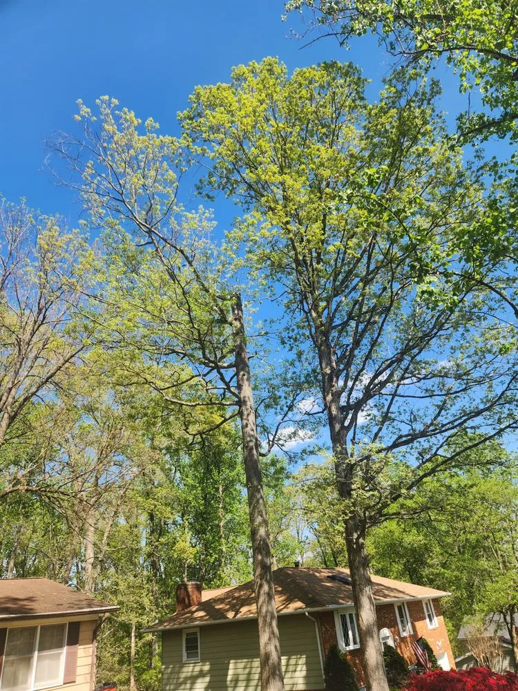 Reliable lawn care service for outdoor upgrades across Barboursville, VA - Turner's Tree Service and Landscaping