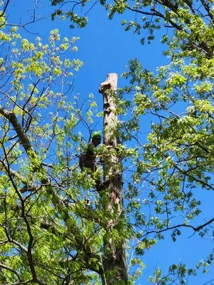 Turner's Tree Service and Landscaping Logo