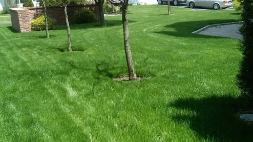 Local yard cleanup service for beautiful yards across Norwalk, CT - Turning Green