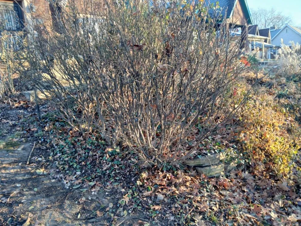 Local landscape design in Indianapolis, IN - Turtle Landscaping