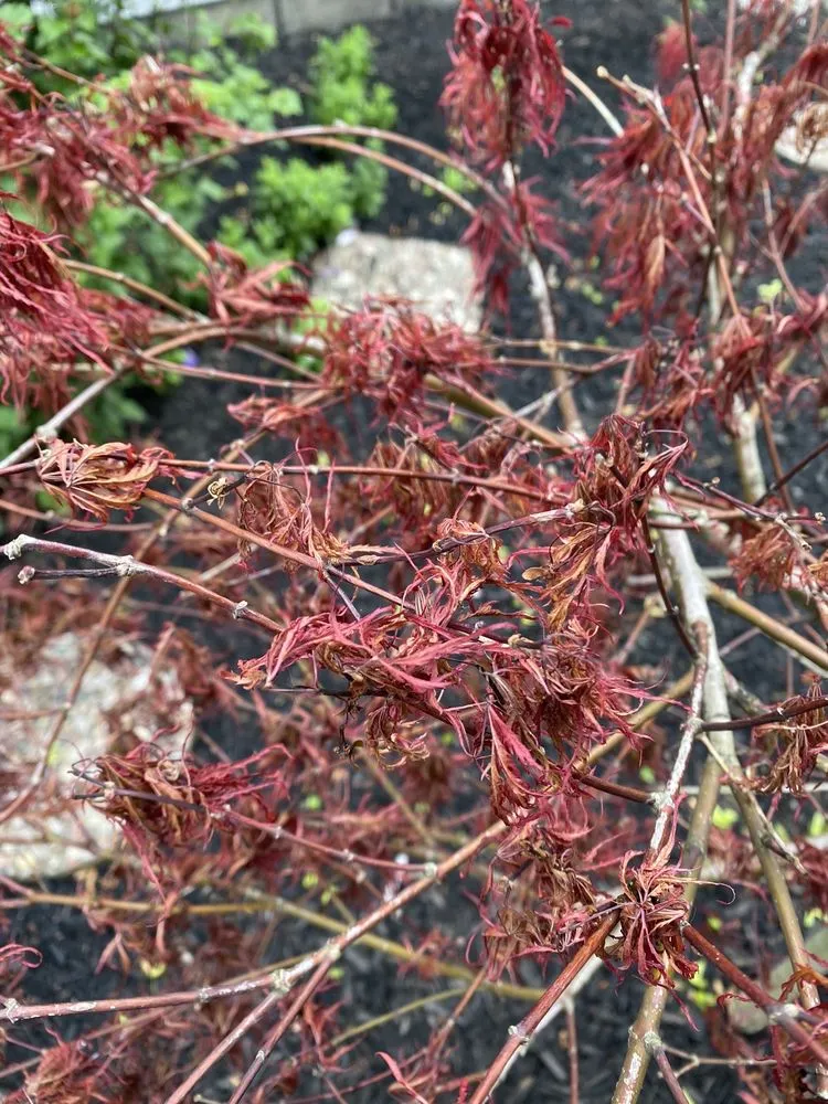 Reliable outdoor landscaping for beautiful yards in Circleville, OH by Turtle’s Mulching Service