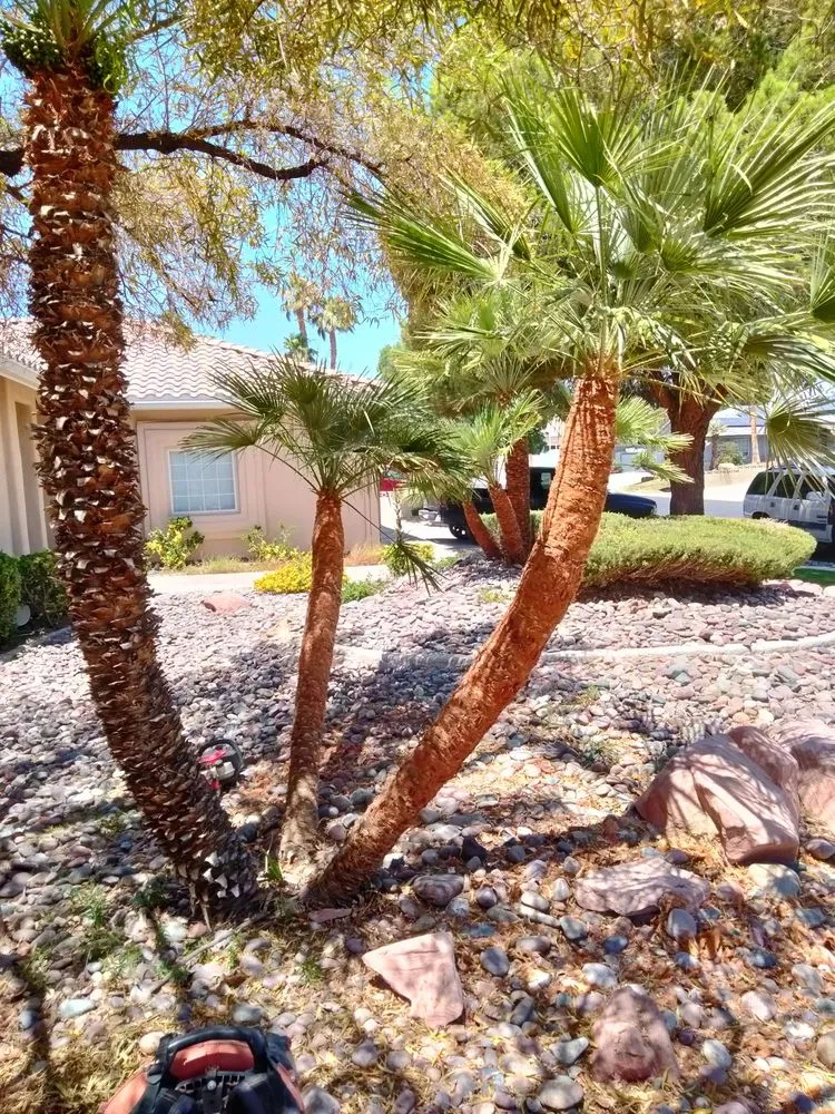 Top-rated lawn mowing service in Las Vegas, NV by Tus Amigos Tree Services