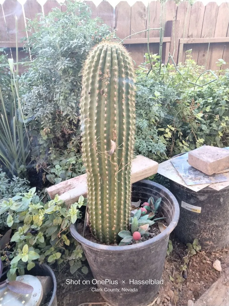 Reliable residential landscaping for year-round maintenance in Las Vegas, NV by Tus Amigos Tree Services