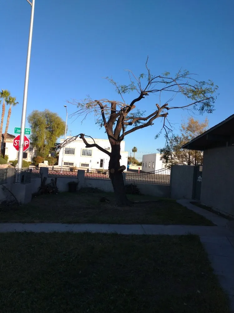 Reliable yard maintenance experts serving Las Vegas, NV - Tus Amigos Tree Services