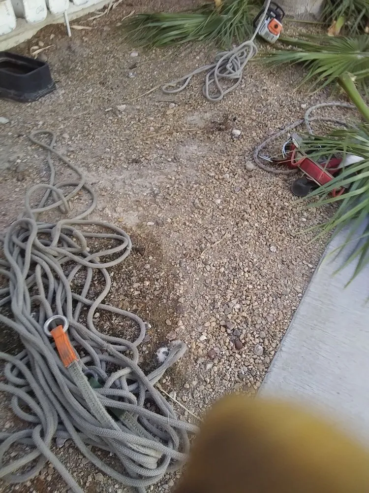 Reliable landscaping services for beautiful yards in Las Vegas, NV by Tus Amigos Tree Services