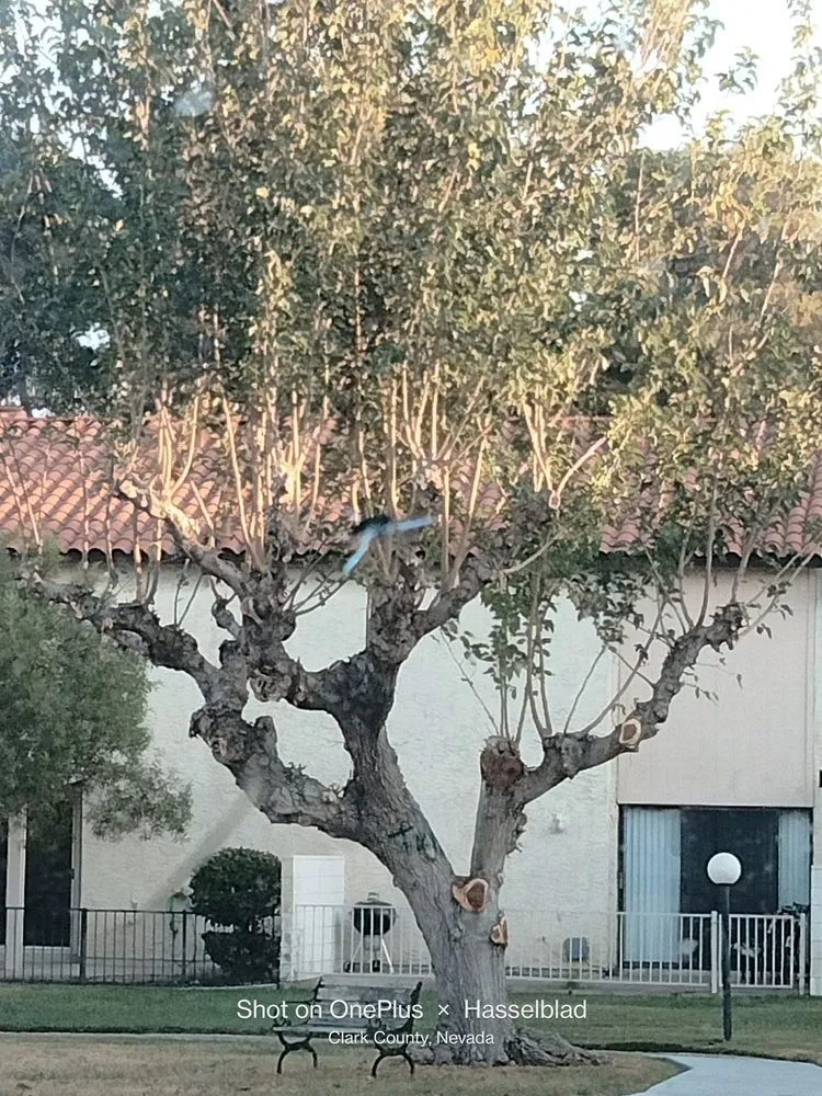 Top-rated lawn mowing service in Las Vegas, NV by Tus Amigos Tree Services