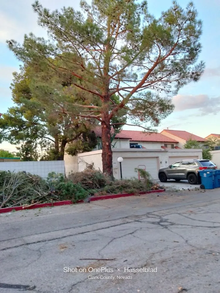 Professional lawn mowing service experts serving Las Vegas, NV - Tus Amigos Tree Services