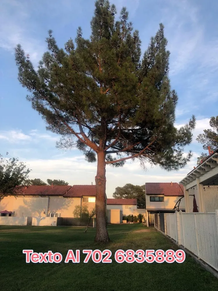 Custom residential landscaping in Las Vegas, NV by Tus Amigos Tree Services
