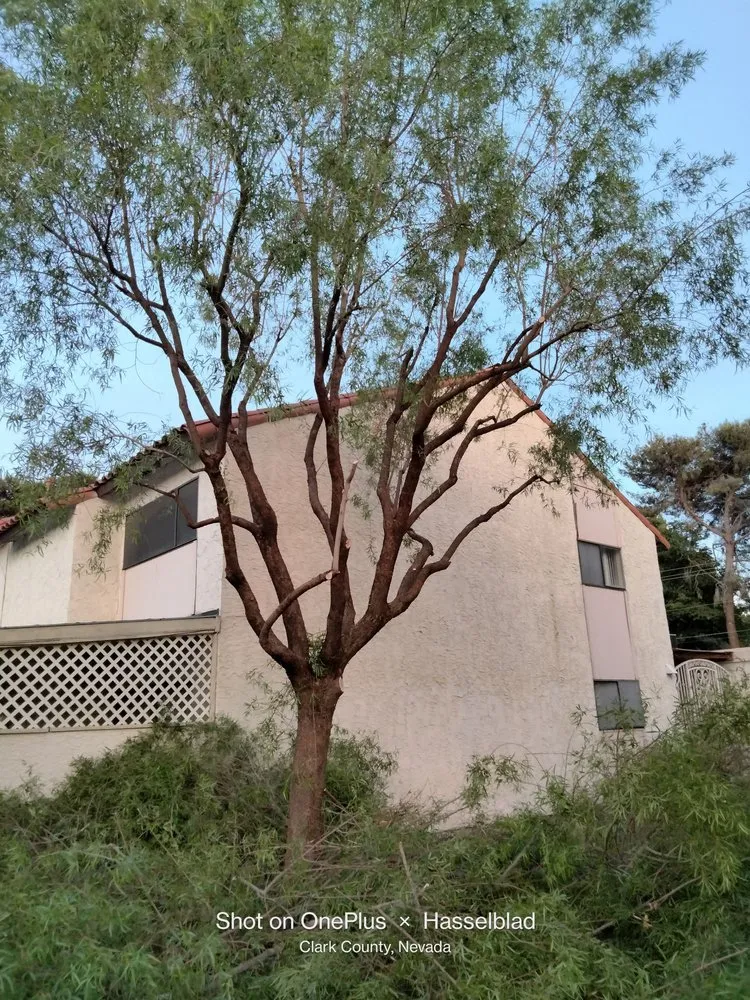 Reliable lawn care service experts serving Las Vegas, NV - Tus Amigos Tree Services