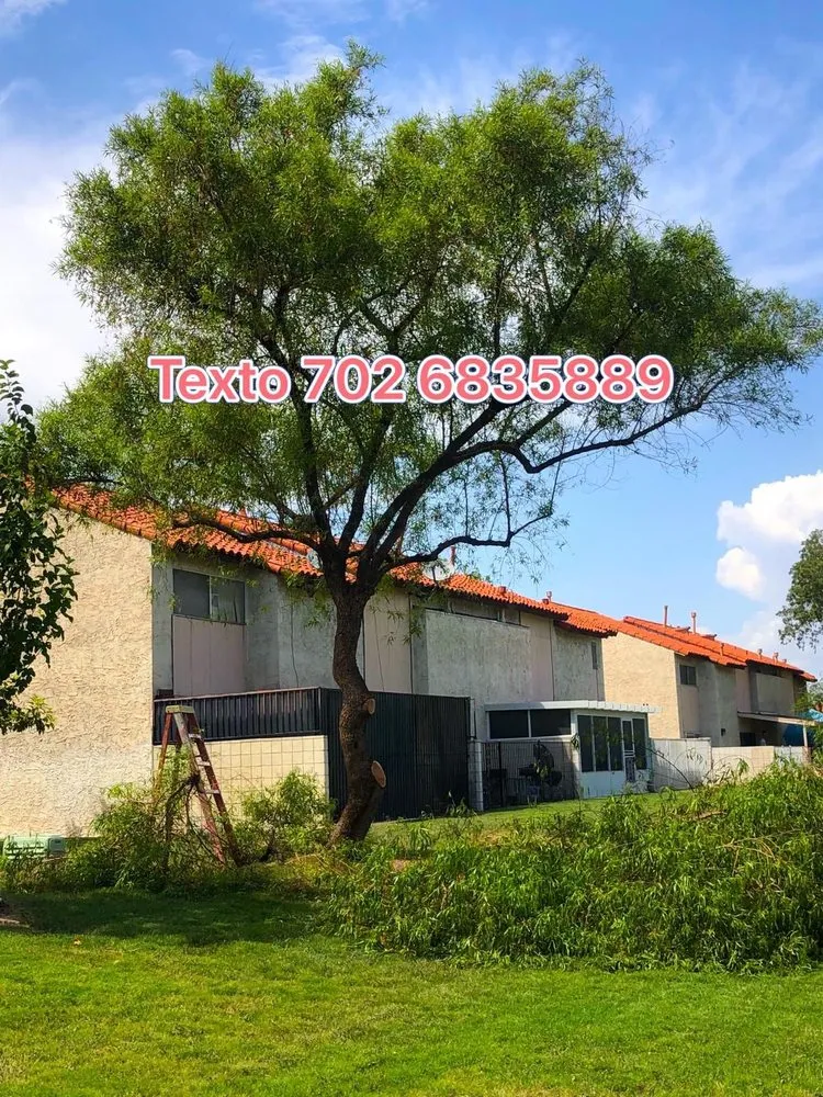 Custom lawn care service for outdoor upgrades in Las Vegas, NV by Tus Amigos Tree Services