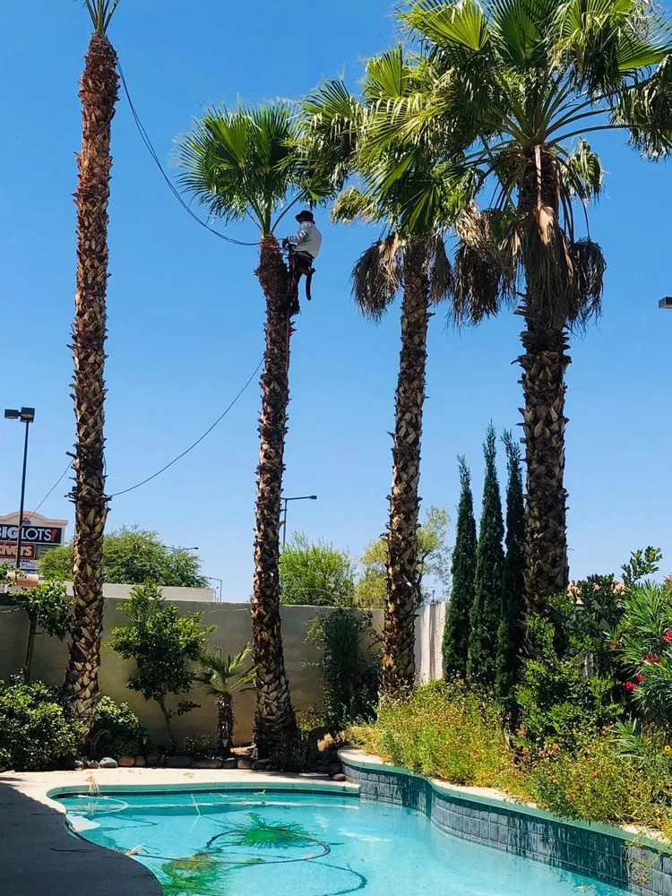 Professional lawn care service in Las Vegas, NV - Tus Amigos Tree Services