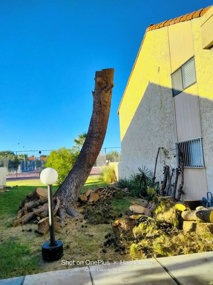 Expert landscape installation for outdoor upgrades across Las Vegas, NV - Tus Amigos Tree Services