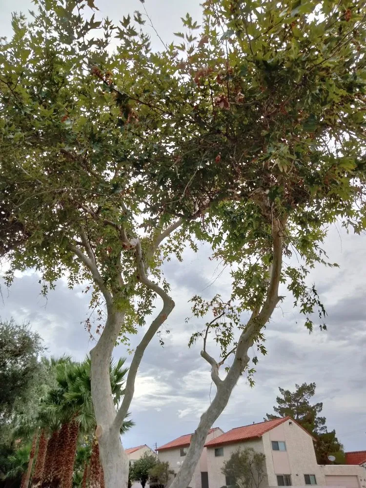 Expert lawn mowing service in Las Vegas, NV by Tus Amigos Tree Services