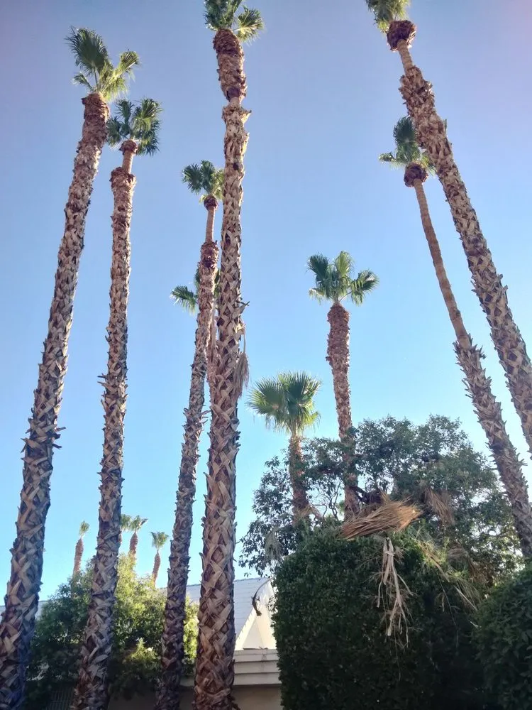 Custom lawn mowing service for outdoor upgrades in Las Vegas, NV by Tus Amigos Tree Services