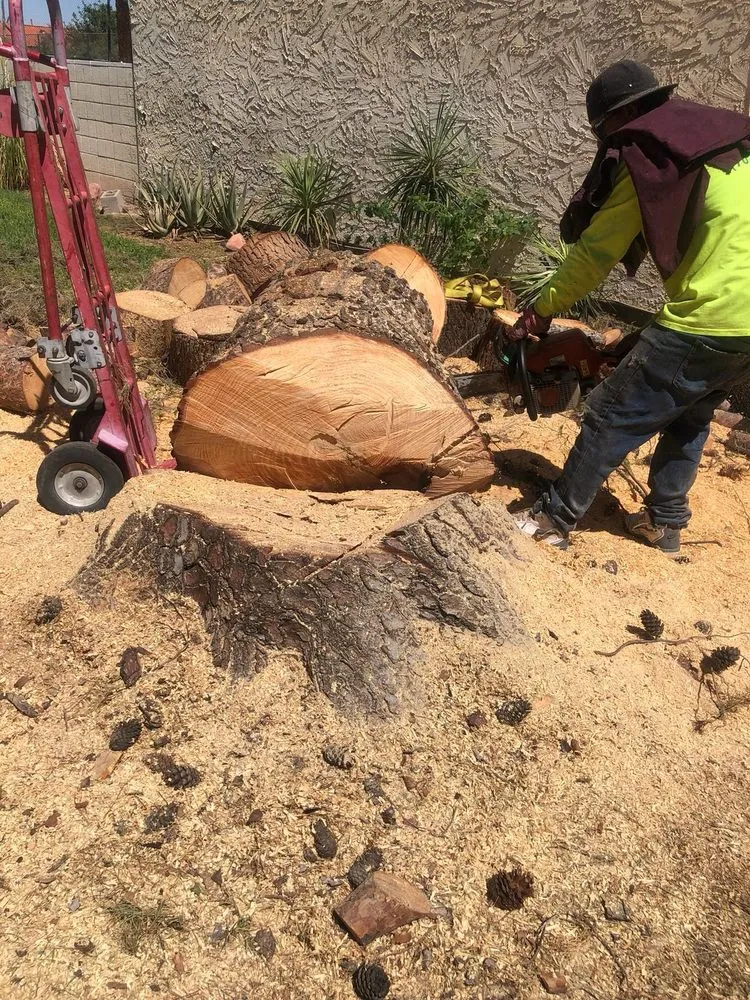 Reliable yard cleanup service in Las Vegas, NV - Tus Amigos Tree Services