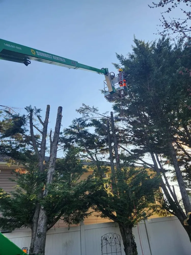 Reliable landscape installation for year-round maintenance in Mathias, WV by Tusings Tree And Landscaping Service