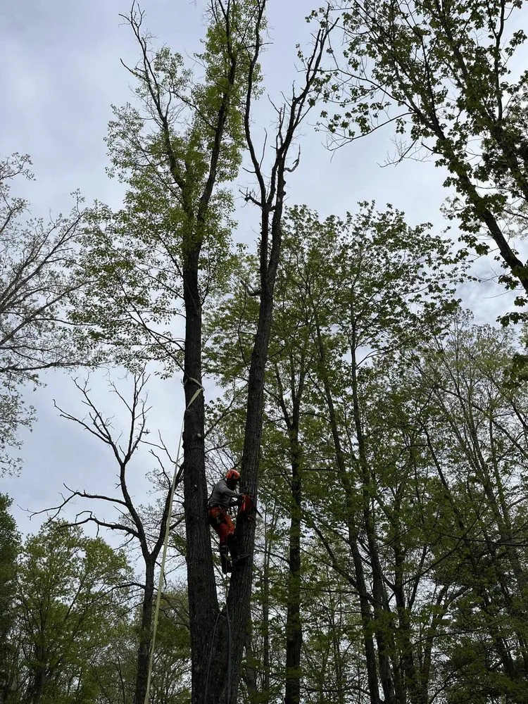 Trusted yard maintenance for outdoor upgrades across Mathias, WV - Tusings Tree And Landscaping Service