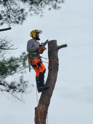 Tusings Tree And Landscaping Service