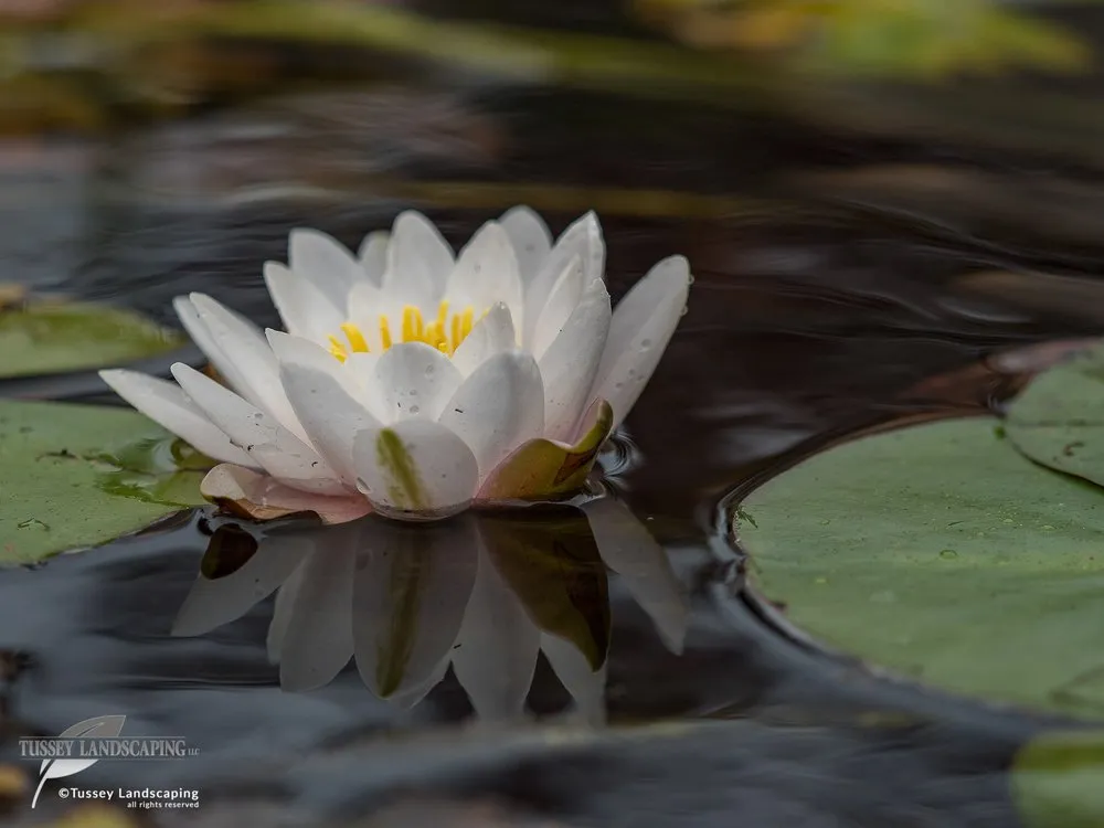 Local landscaping services experts serving Hollidaysburg, PA - Tussey Landscaping