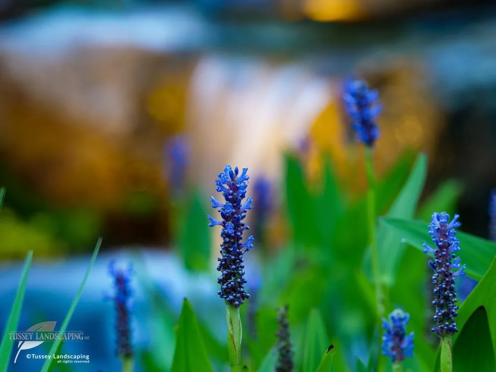 Expert outdoor landscaping experts serving Hollidaysburg, PA - Tussey Landscaping