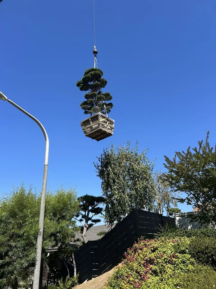 Affordable yard maintenance in Tustin, CA by Tustin Landscaping