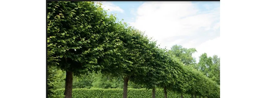 Expert outdoor landscaping experts serving Anderson, IN - Tuttle's Tree Services