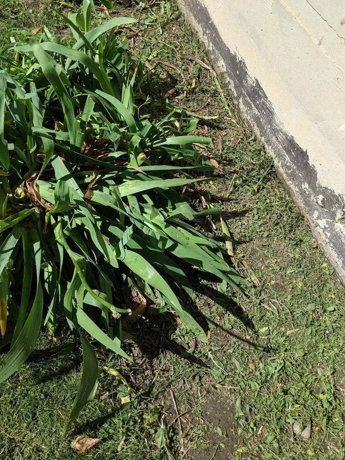 Affordable outdoor landscaping with custom design in South Ogden, UT by Tuxedo Yard Care