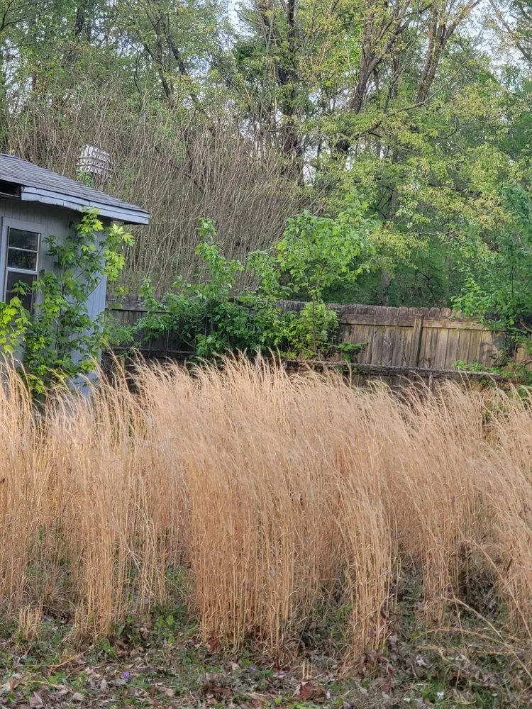 Reliable landscape installation experts serving Jackson, TN - Tv Lawn Care And More