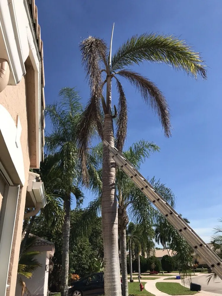 Custom residential landscaping experts serving West Palm Beach, FL - T&V Lawn Maintenance & Tree Service