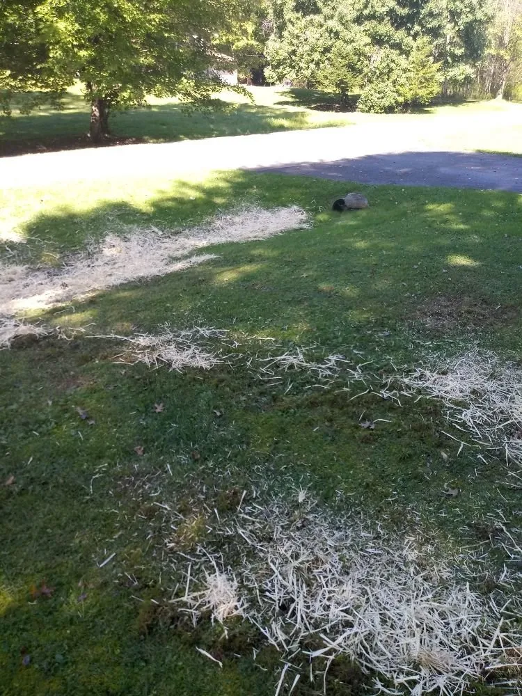 Expert yard maintenance for outdoor upgrades across Youngstown, OH - TW Landscaping & Grass Cutting