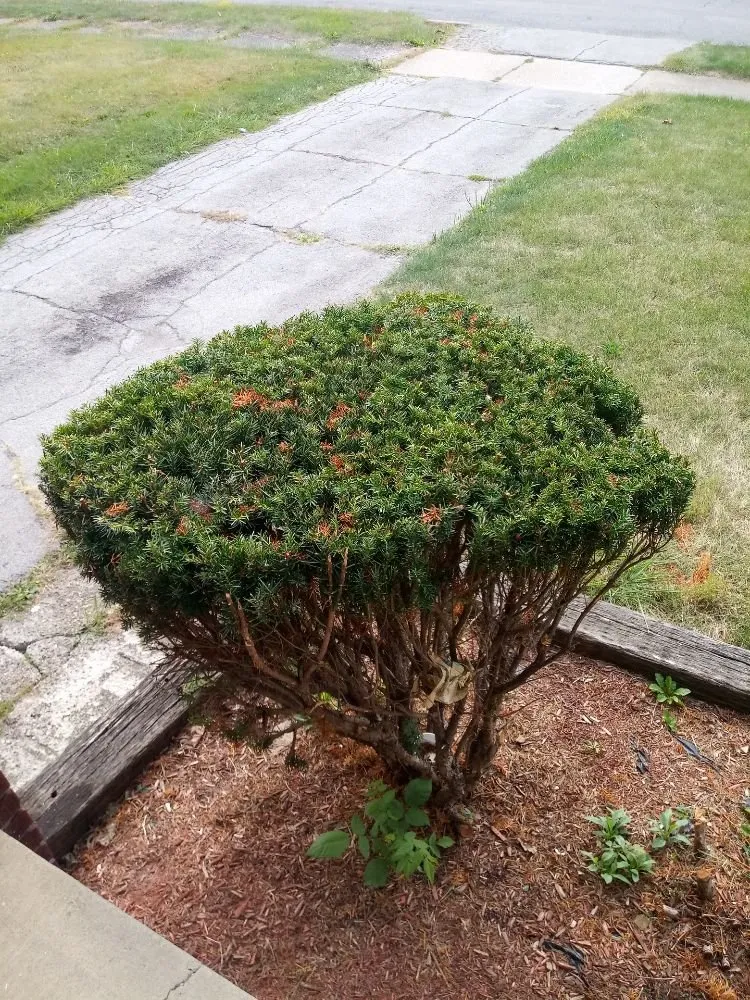 Expert landscape installation near you across Youngstown, OH - TW Landscaping & Grass Cutting