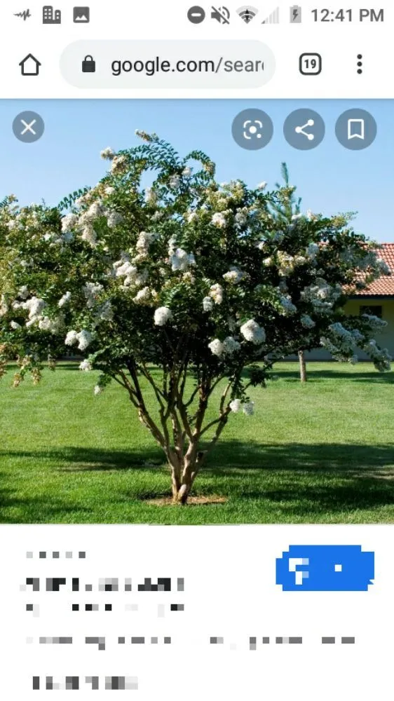 Custom yard cleanup service with custom design across Warner Robin's, GA - Twanz_D.I.A Services