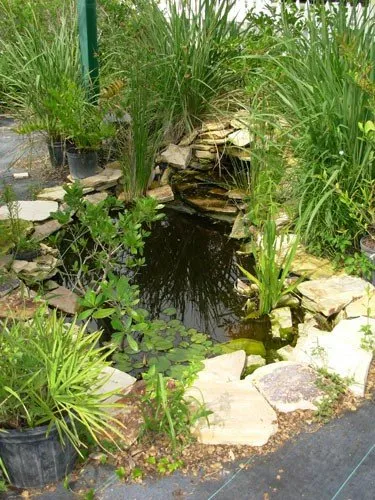 Top-rated landscape design in St. Petersburg, FL by Twigs & Leaves