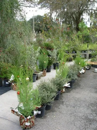 Local garden landscaping in St. Petersburg, FL by Twigs & Leaves