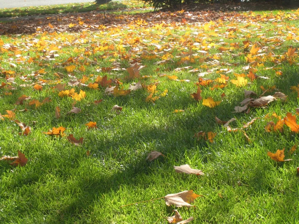 Custom outdoor landscaping for year-round maintenance across Rochester, NY - Twigs Lawn Care
