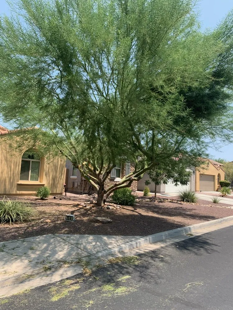 Trusted landscaping services in Glendale, AZ - Twilight Tree and Landscape