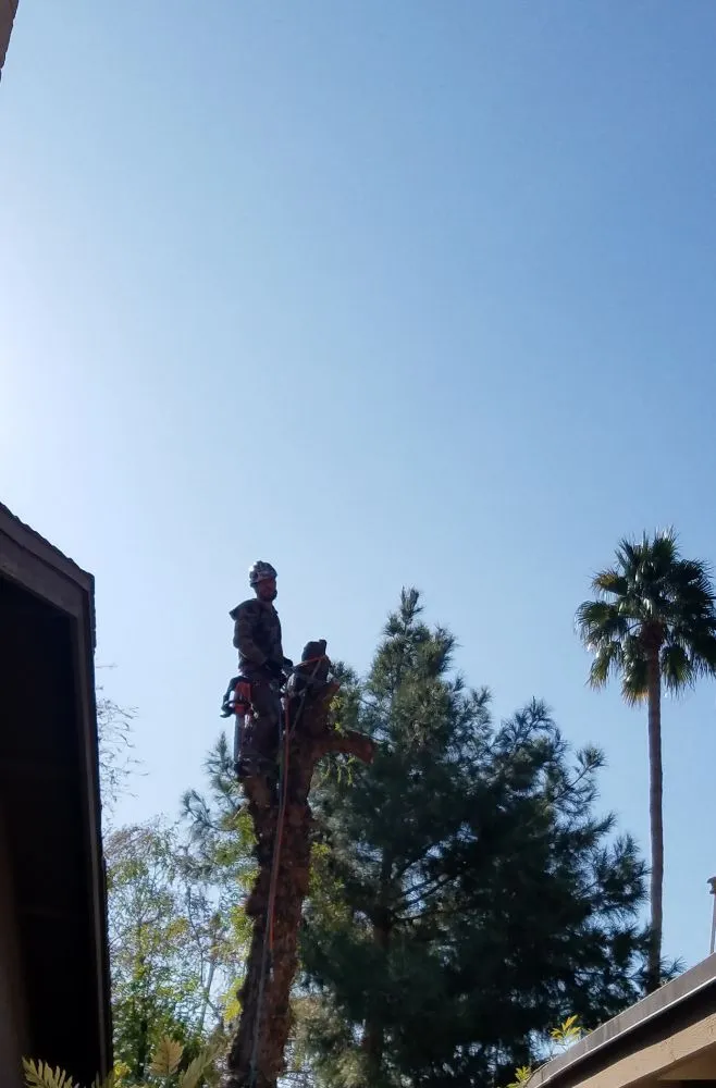 Local yard cleanup service with custom design in Glendale, AZ by Twilight Tree and Landscape