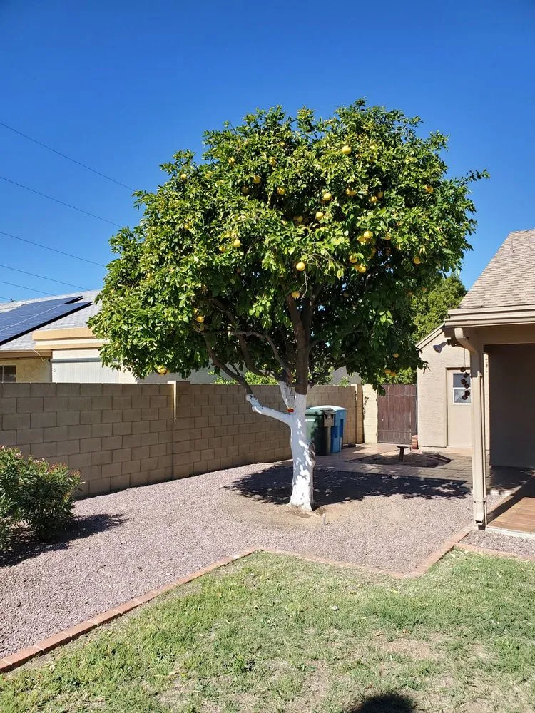 Top-rated lawn mowing service for beautiful yards in Glendale, AZ by Twilight Tree and Landscape